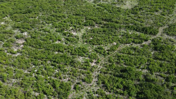 Coast of Zanzibar Island Tanzania Covered with Thickets