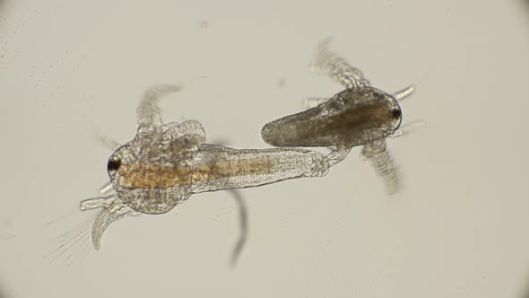 Movement Larvae, Nauplios Artemia Salina