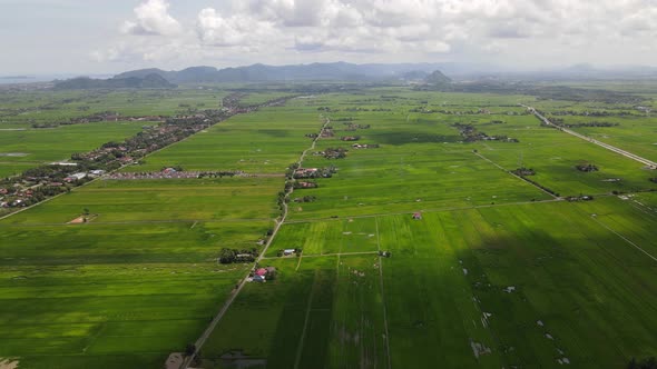 The Paddy Rice Fields of Kedah and Perlis, Malaysia