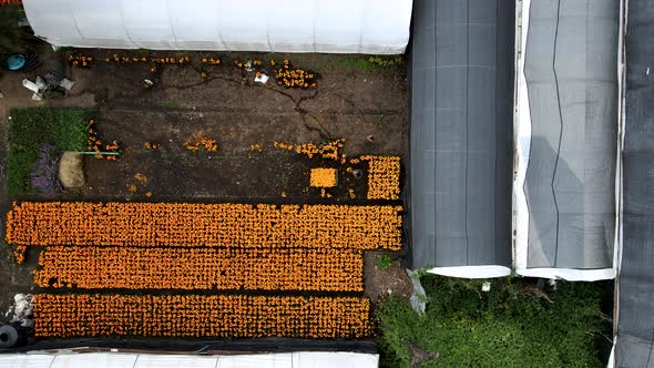 Drone shot of peasant collecting flowers of cempashuchil in Xochimiclo, Mexico,