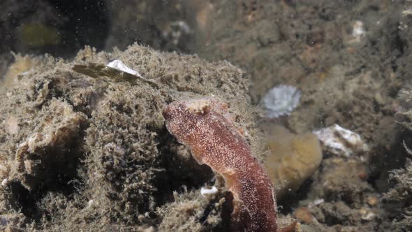 Marine science observation of the Nudibranch species Thordisa crawling along a soft coral sponge.