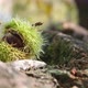 Chestnuts Shell Close Up Horizontal Background - Harvesting Chestnut in Forest with Autumn Foliage - VideoHive Item for Sale