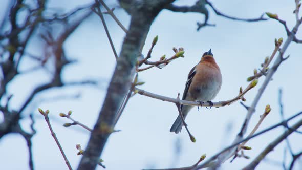 A red breasted bird is singing from a burgeoning tree