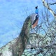 Peacock in Sri Lanka - VideoHive Item for Sale