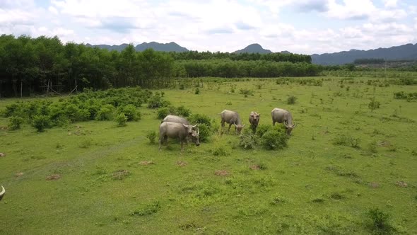 Buffaloes Eat Fresh Grass and Leaves on Pasture Aerial View