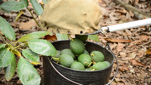 Avocados in Basket with Pole alt