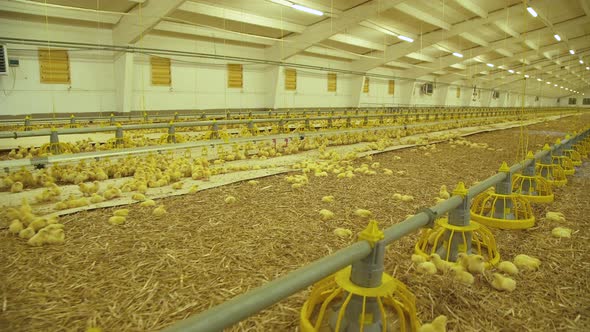 Poultry Raising in Modern Farm. Conceptual View. 
