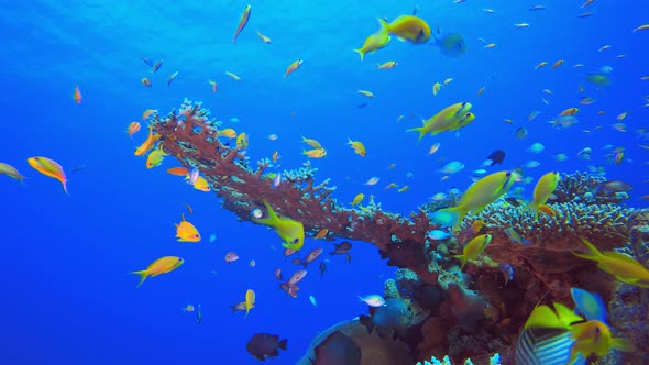 Tropical Fish Corals Marine Reef