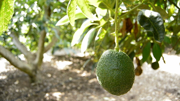 Avocados in Tree