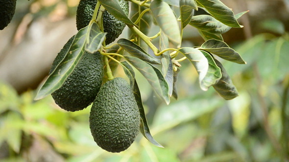 Hass Avocados Hanging at Tree