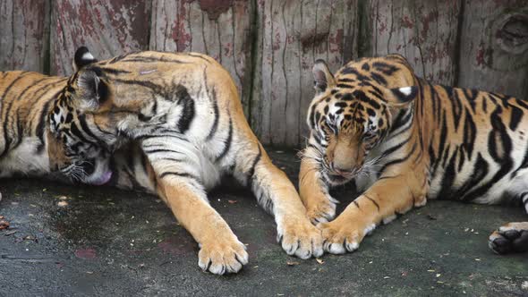 bengal tiger resting