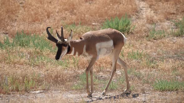 Pronghorn Antelope walking through the Utah desert