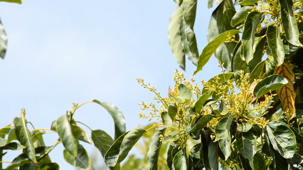 Avocado Leaf Tree