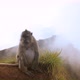 Wild Monkey Sitting at the Top of Mount Batur - VideoHive Item for Sale