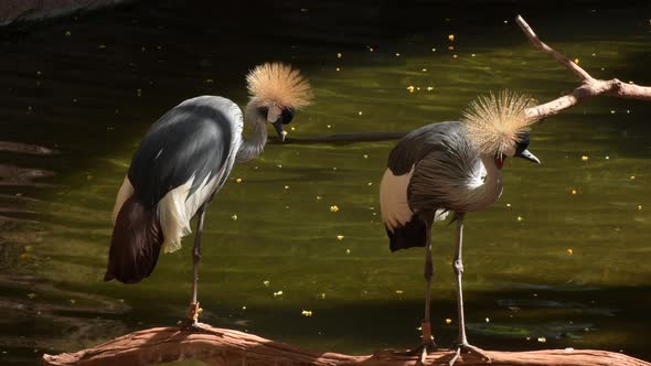 Grey Crowned Cranes in a River