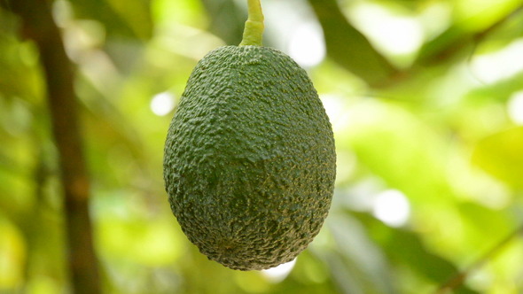 Avocado in Tree