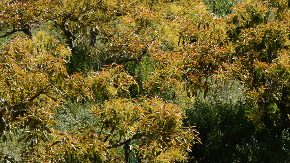 Avocados in Plantation alt