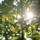 Leaf In The Sun - VideoHive Item for Sale