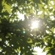 Leaf In The Sun 2 - VideoHive Item for Sale