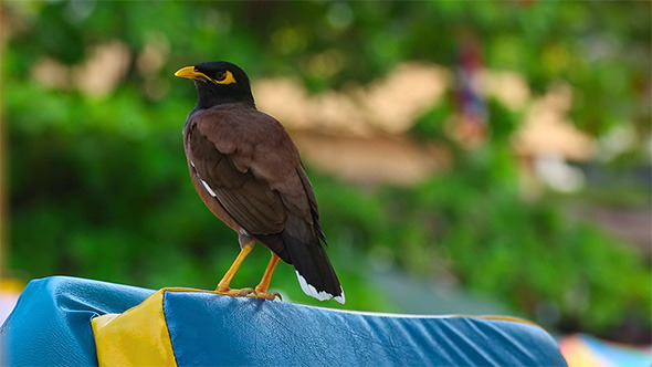 Common Myna