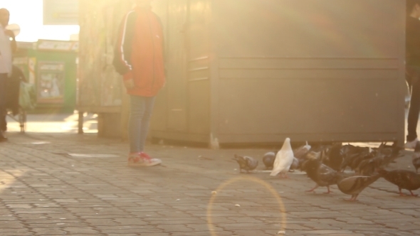 Small Girl Watch The Pigeons 2