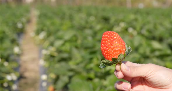 Fresh strawberry meadow 