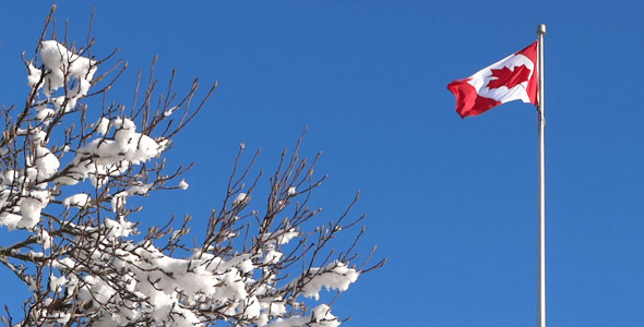 Canada Flag and Snowy Tree alt