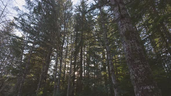 Rain Forest in British Columbia Canada