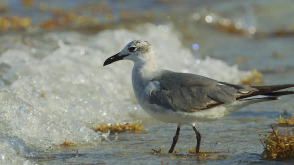 Seagull on the shore