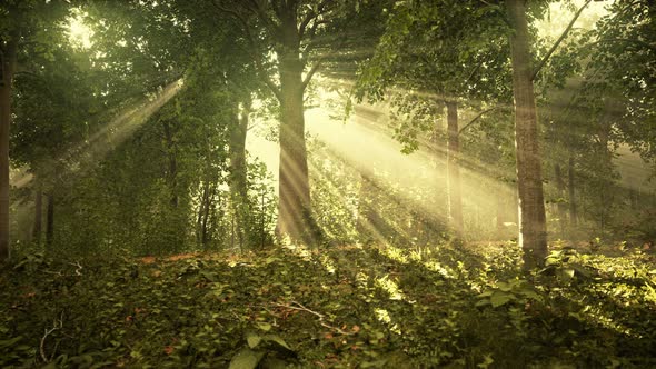 Mystical Wood in the Foggy Morning alt