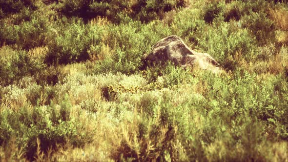 Dried Grass Tufts on Moorland