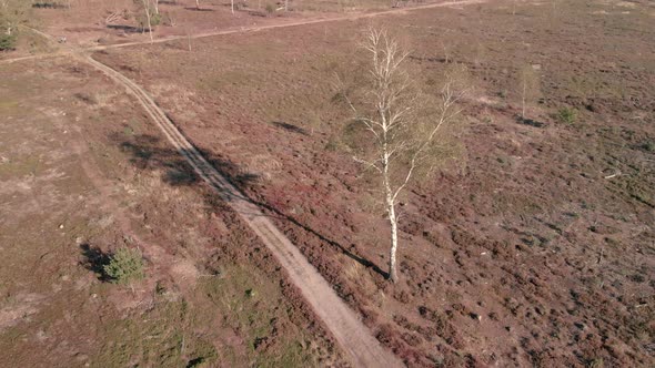 Aerial view of a birch tree in a dry moorland landscape with a cyclist passing by in the background