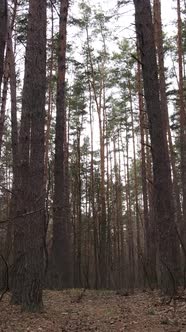 Vertical Video of the Pine Forest in the Afternoon