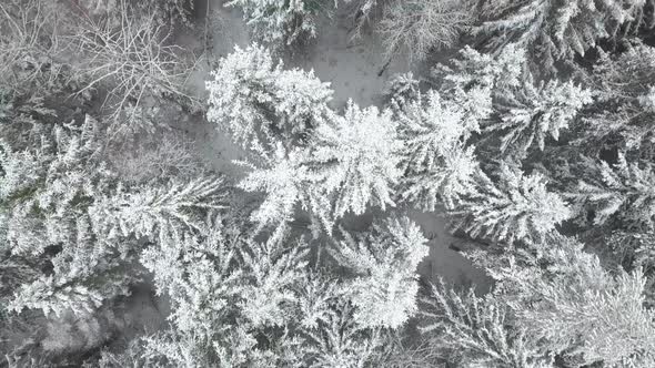 Aerial: Flying Above the Forest in Winter