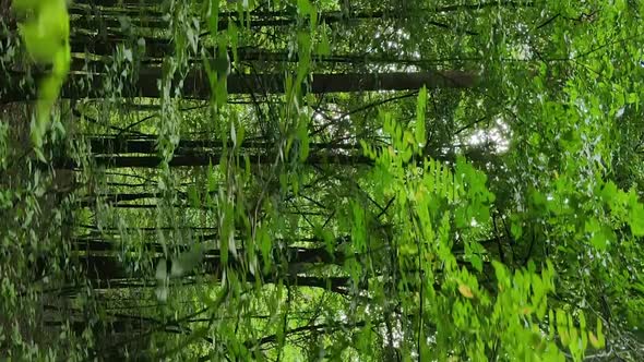 Vertical Video of a Beautiful Forest in Summer