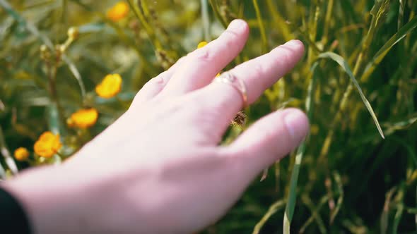 Female Hand Touches Juicy Green Grass and Flowers on Nature in Rays of Sunlight