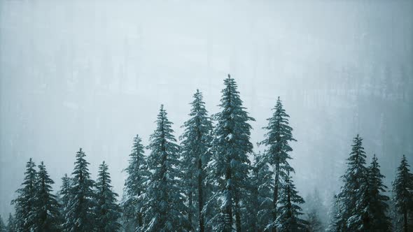 Winter Snow Covered Cone Trees on Mountainside