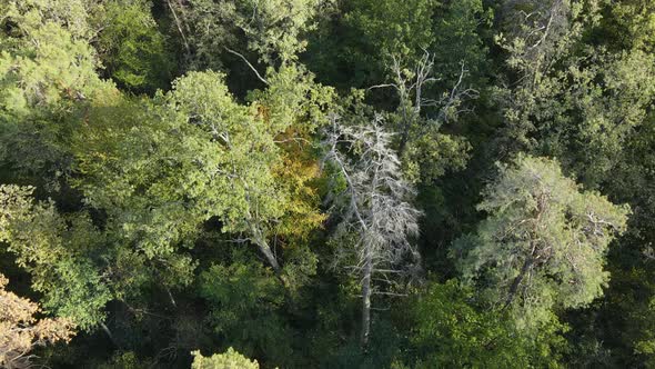 Trees in the Forest Aerial View. Slow Motion