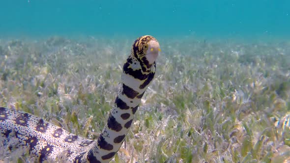 Colorful Tropical Snowflake Moray