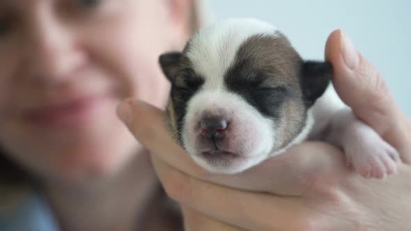 Puppy Sleeping in the Owners Hands