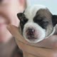 Puppy Sleeping in the Owners Hands - VideoHive Item for Sale