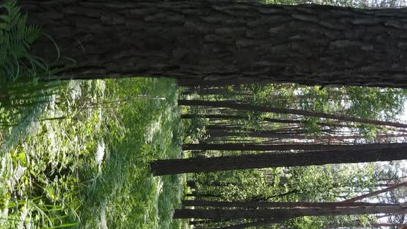 Vertical Video Aerial View Inside a Green Forest with Trees in Summer