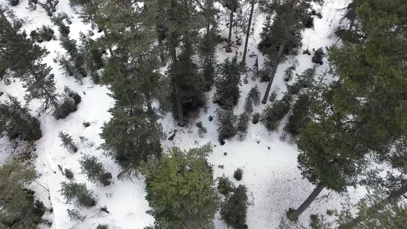 Sparse Mixed Snowy Forest Floor in Winter