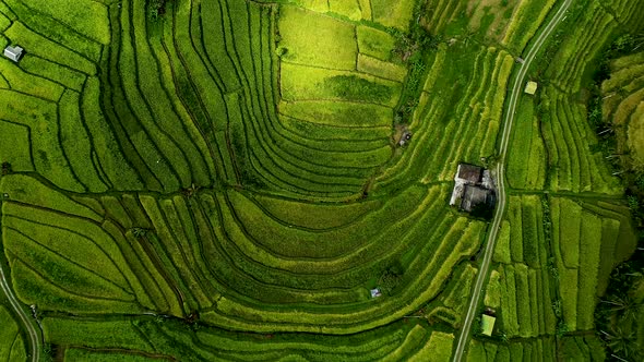 Beautiful Rice Field in Bali