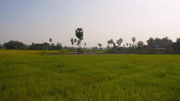 Aerial top view of Dong Tan trees in green rice field in national park at sunset in Sam Khok