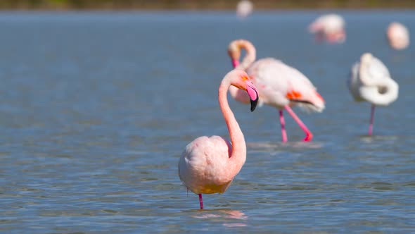 Flamingos in the Lake Wild Pink Greater Flamingo in the Salt Water Nature Birds Wildlife Safari Shot