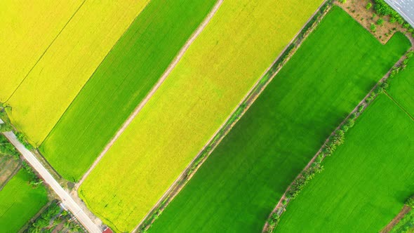 Drone flying over the beautiful green and yellow rice field scenery