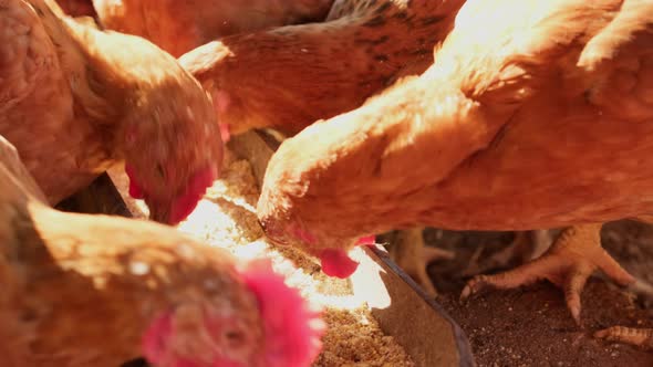 Close Up Domestic Eco Hens Chickens Pecking Eating Feed Tray in Backyard House