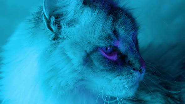 Large Neva Masquerade Cat Turns and Looks at you in Neon Light