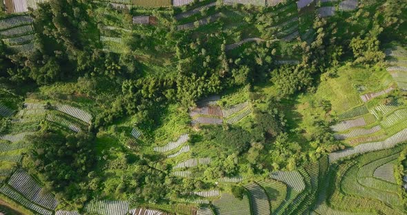 descending aerial view of terraced plantations on a mountain slope in central java indonesia